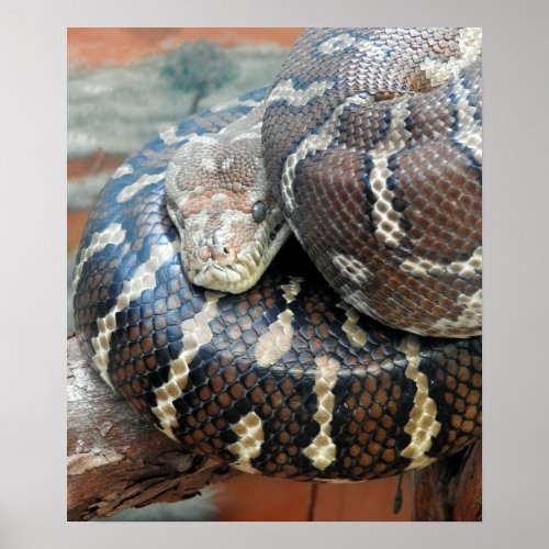 Centralian carpet python poster