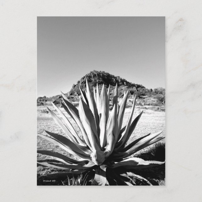 Century at Fort Davis Postcard (Front)