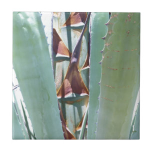 Century or Agave Ceramic Tile