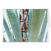 Century plant (Front Horizontal)