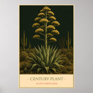 Century Plant – Vintage Botanical Illustration Poster