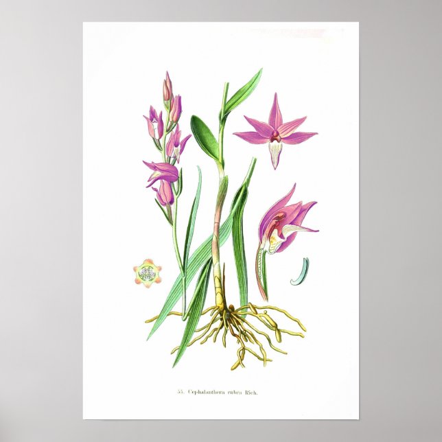 Cephalanthera rubra poster (Front)