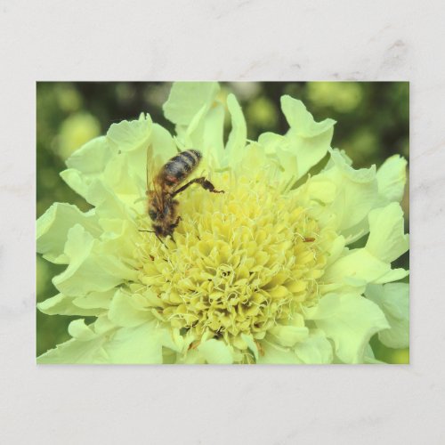 Cephalaria Gigantea with a Bee Postcard