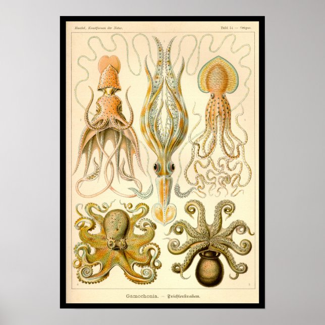 Cephalopod Octopus Squid Marine Nature Poster (Front)