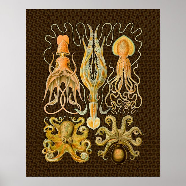 Cephalopod Octopus Squid Marine Nature Poster (Front)