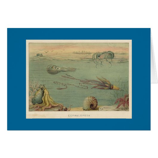 Cephalopoda Cards (Front Horizontal)