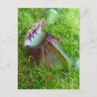 Cephalotus Postcard