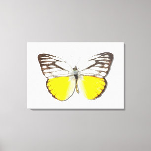 Cepora aspasia canvas print