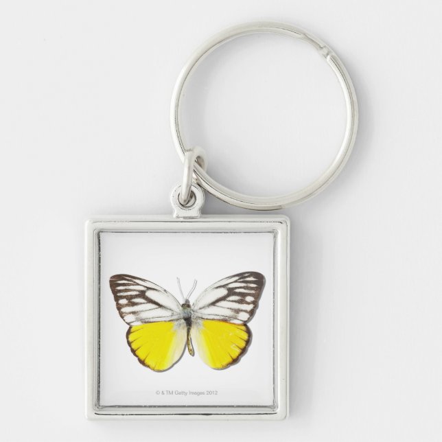 Cepora aspasia keychain (Front)