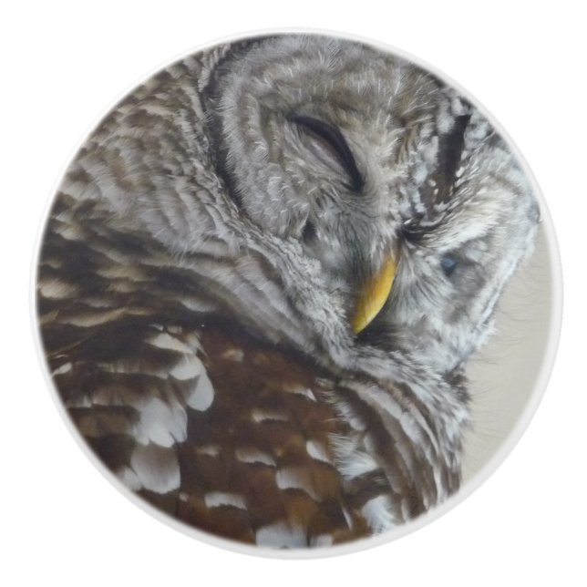 Ceramic owl Door knob (Front)