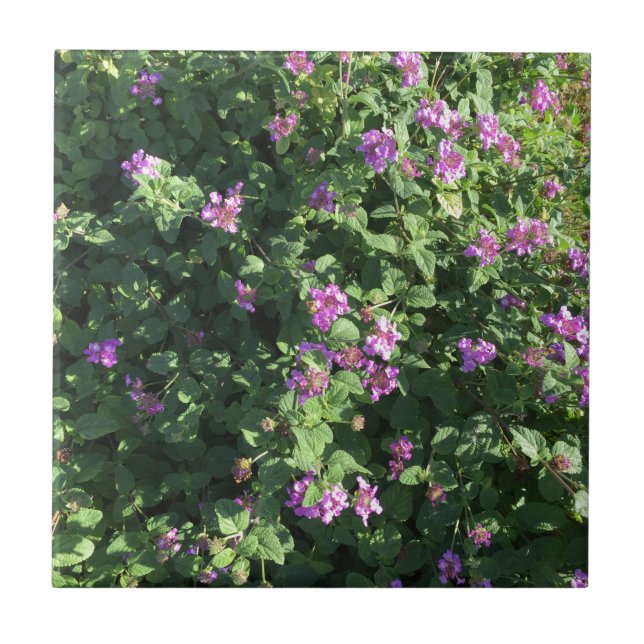 Ceramic Tile (4.25" x 4.25") (Front)