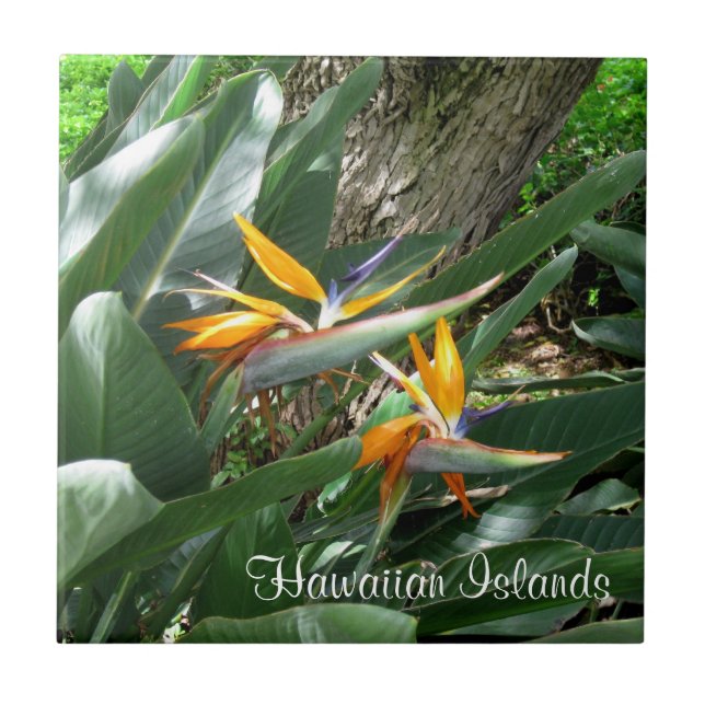 Ceramic Tile-Bird of Paradise Ceramic Tile (Front)