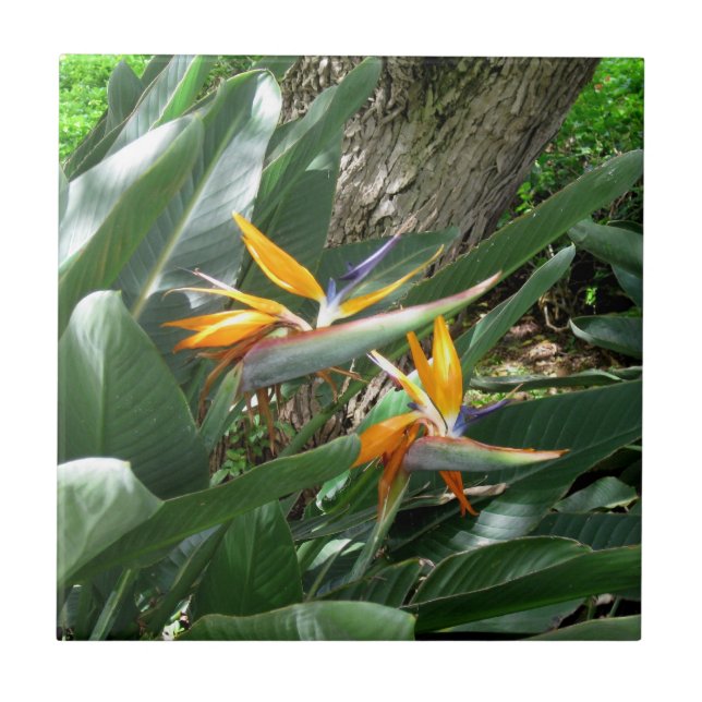 Ceramic Tile-Bird of Paradise Tile (Front)