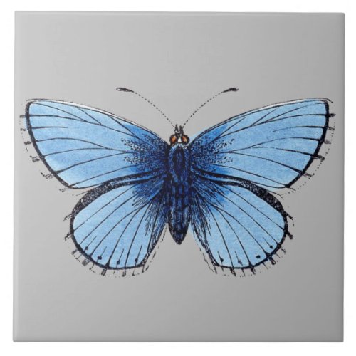 Ceramic Tile _ Blue Butterfly Light Grey