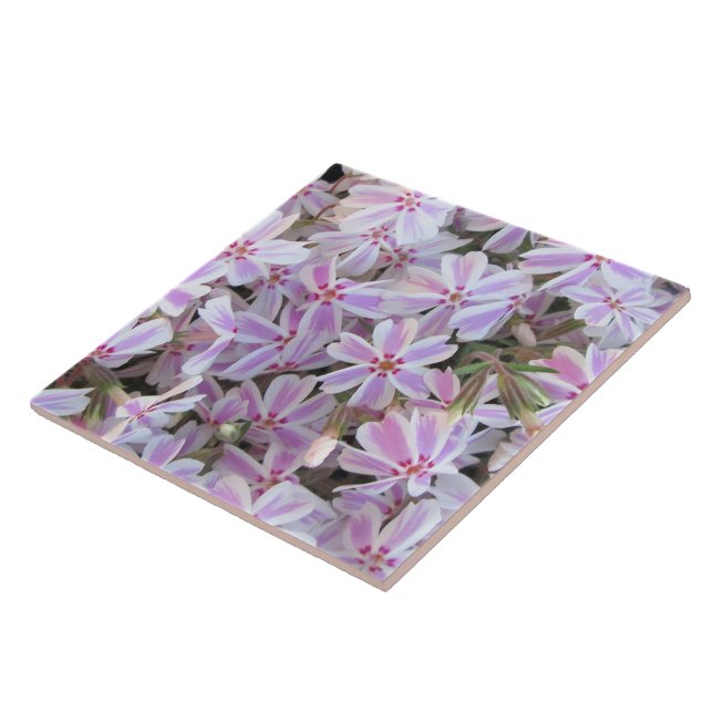 Ceramic Tile - Candy-Striped Phlox (Side)