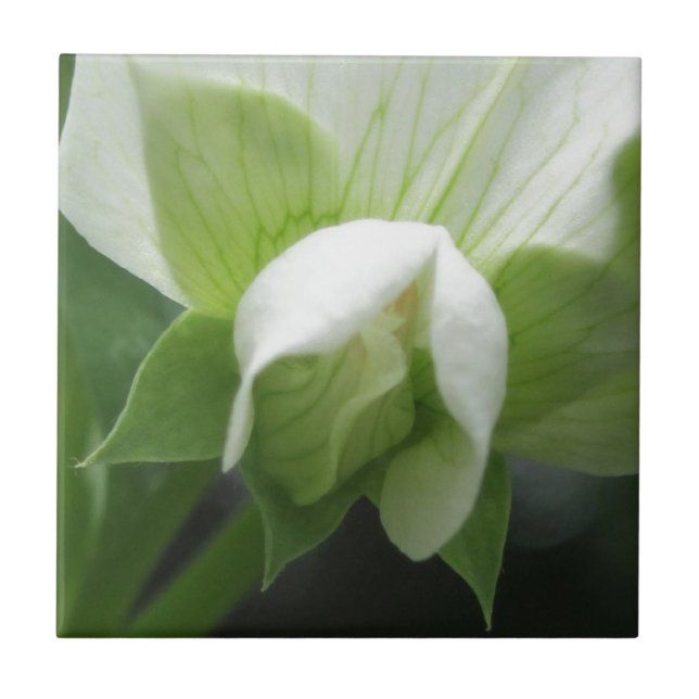 Ceramic Tile Green White Botanical (Front)