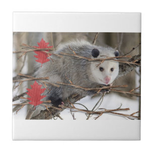 Ceramic Tile Opossum Nature