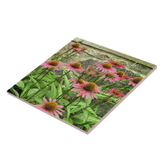 CERAMIC TILE/PINK CONEFLOWERS AGAINST STONE WALL TILE (Side)