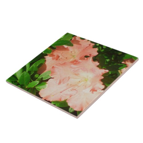 Ceramic Tile _ Sunlit Peach Azaleas