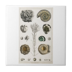 CERAMIC TILE VINTAGE "FOSSILS" OLIVER GOLDSMITH