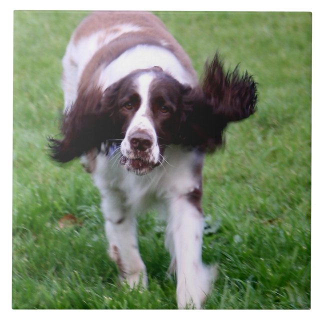 Ceramic tile with a photo of a spaniel running (Front)