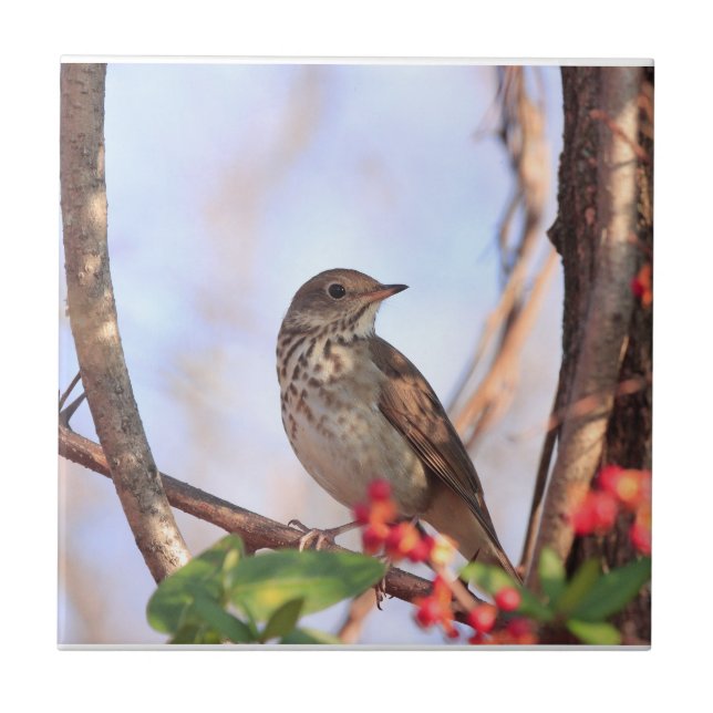 Ceramic tile with picture of hermit thrush (Front)