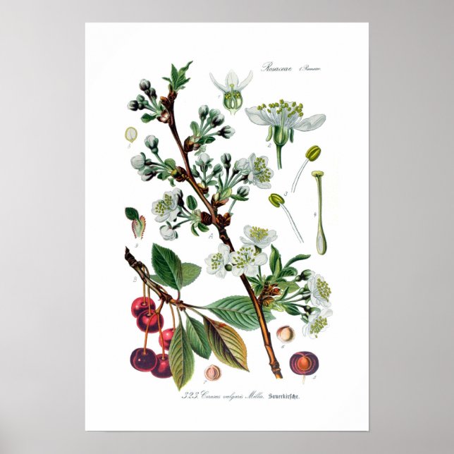 Cerasus vulgaris (Cherry) Poster (Front)