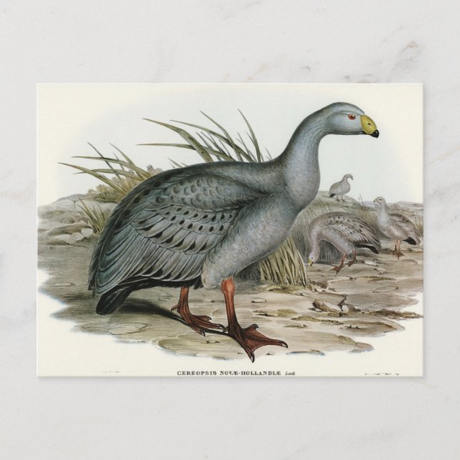 Cereopsis Goose by Elizabeth Gould Postcard (Front)