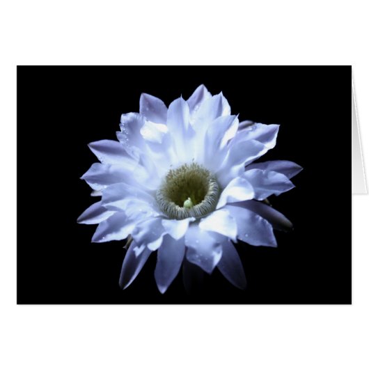 Cereus Cactus Blossom Cards (Front Horizontal)