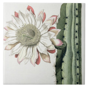 Cereus Erectus Altissimus Syrinamensis from 'Phyth Ceramic Tile