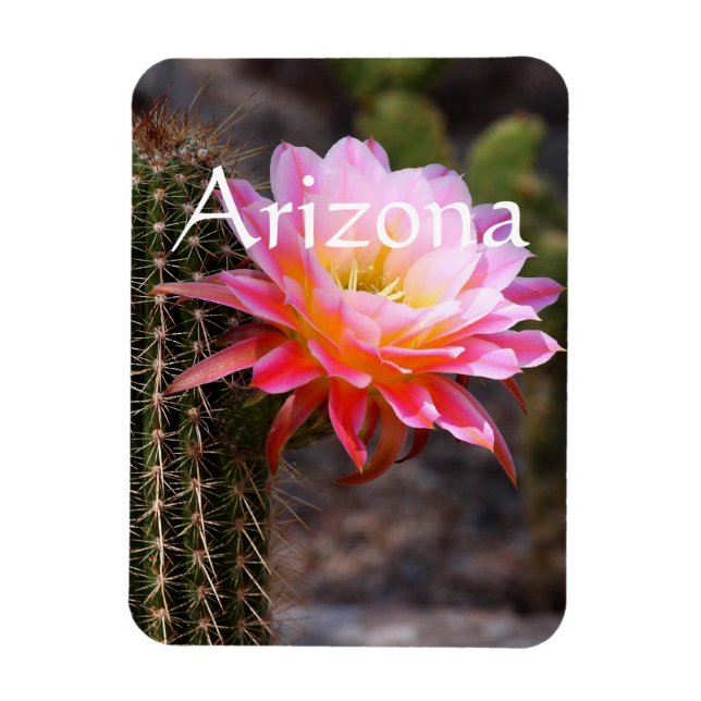 Cereus in pink cactus bloom, Arizona Magnet (Vertical)