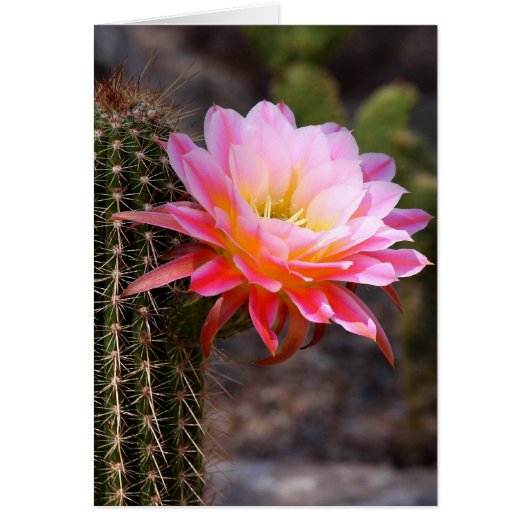 Cereus in pink cactus bloom cards (Front)