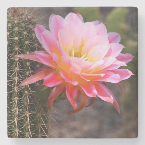 Cereus in pink cactus bloom stone coaster