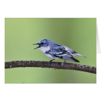 Cerulean Warbler Cards