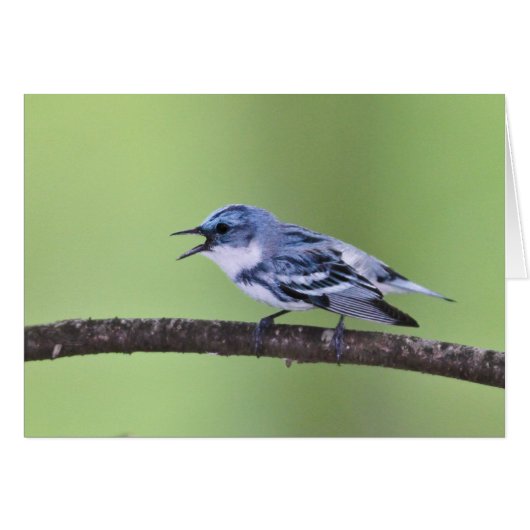 Cerulean Warbler Cards (Front Horizontal)