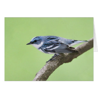 Cerulean Warbler Cards