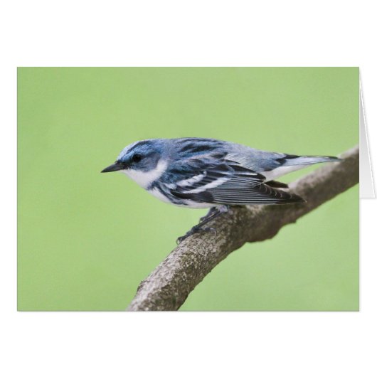 Cerulean Warbler Cards (Front Horizontal)