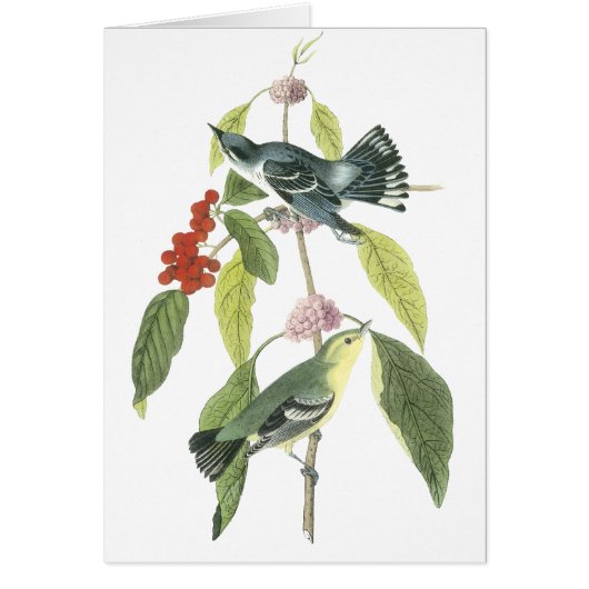 Cerulean Warbler, John Audubon Cards (Front)