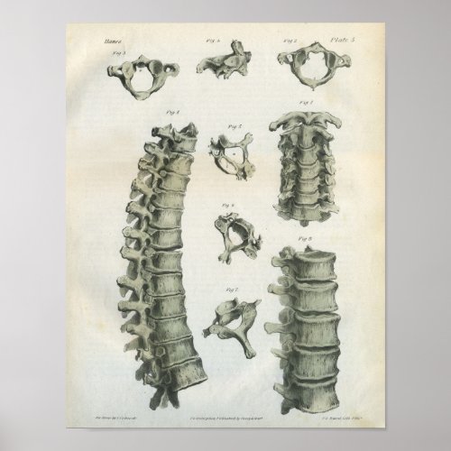 Cervical and Thoracic Spine Chiropractic Poster