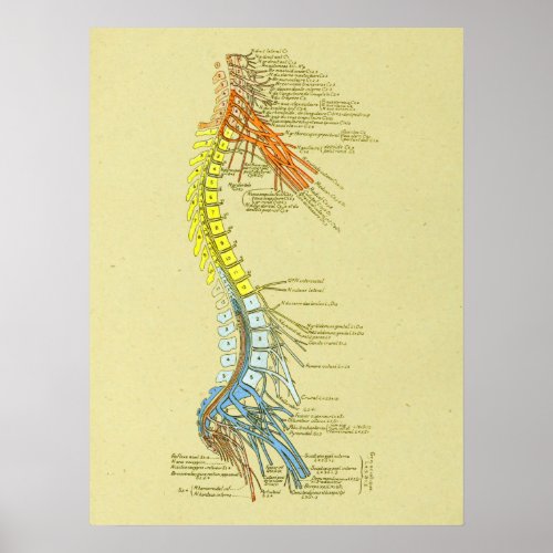 Cervical Lumbar Nerves Spine Medical Anatomy Chart
