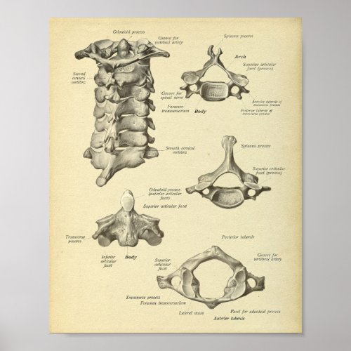 Cervical Spine Anatomy Print