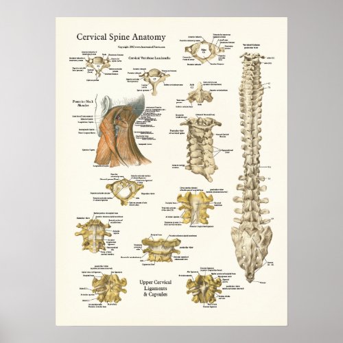 Cervical Spine and Vertebrae Anatomy Poster