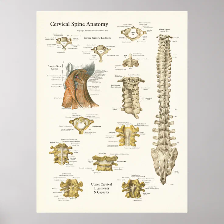 Cervical Spine and Vertebrae Anatomy Poster | Zazzle