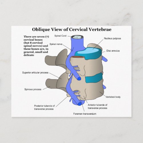 Cervical Vertebra of the Human Spinal Column Postcard