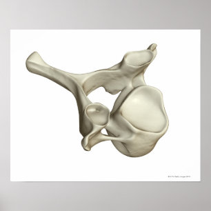 Cervical Vertebra Poster
