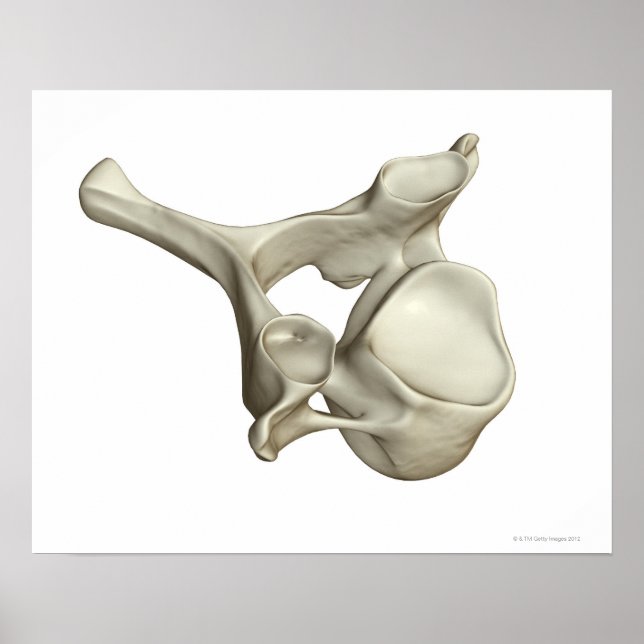 Cervical Vertebra Poster (Front)