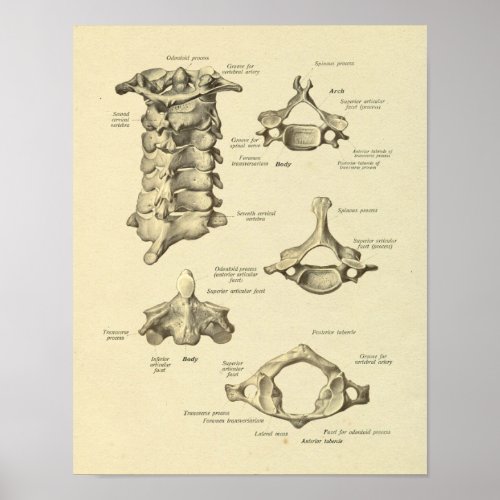 Cervical Vertebrae Anatomy Atlas Axis Print