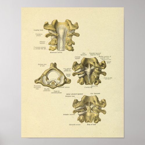 Cervical Vertebrae Anatomy Spinal Bones Print