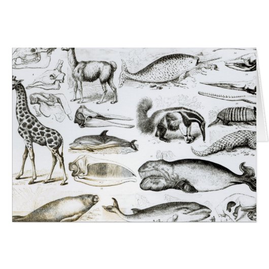 Cetacea Edentata Cards (Front Horizontal)
