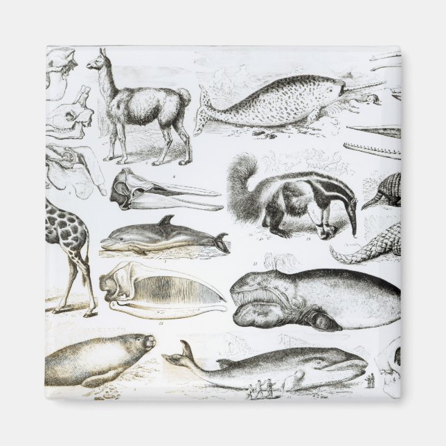 Cetacea Edentata Magnet (Front)